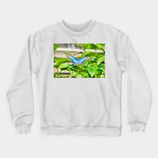 Butterfly Study 6 Crewneck Sweatshirt